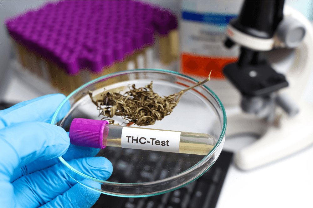Will One Puff Of Weed Be Detected In Pee Test How Long Does Weed (Marijuana) Stay In Your System? | Avenues Recovery